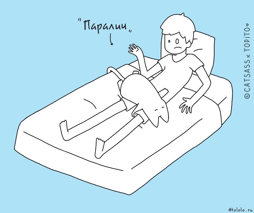 кошачьи позы сна, позы сна котов, 10 кошачьих поз сна