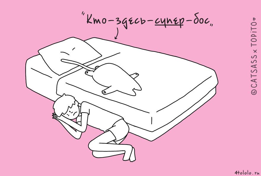 кошачьи позы сна, позы сна котов, 10 кошачьих поз сна