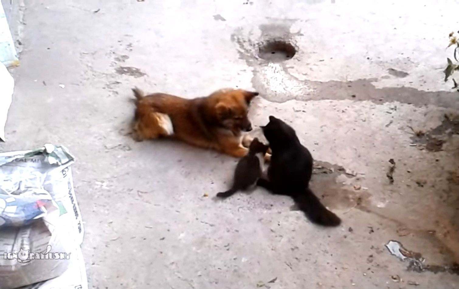 кошка привела котят познакомить с собакой, кошка котята собака