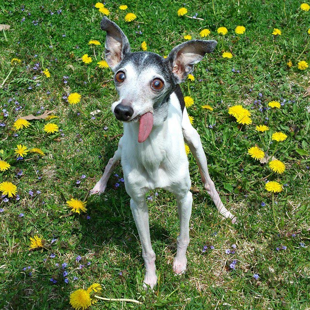 Zappa dog, двойник Сида из Ледникового периода, собака Заппа, собака с высунутым языком