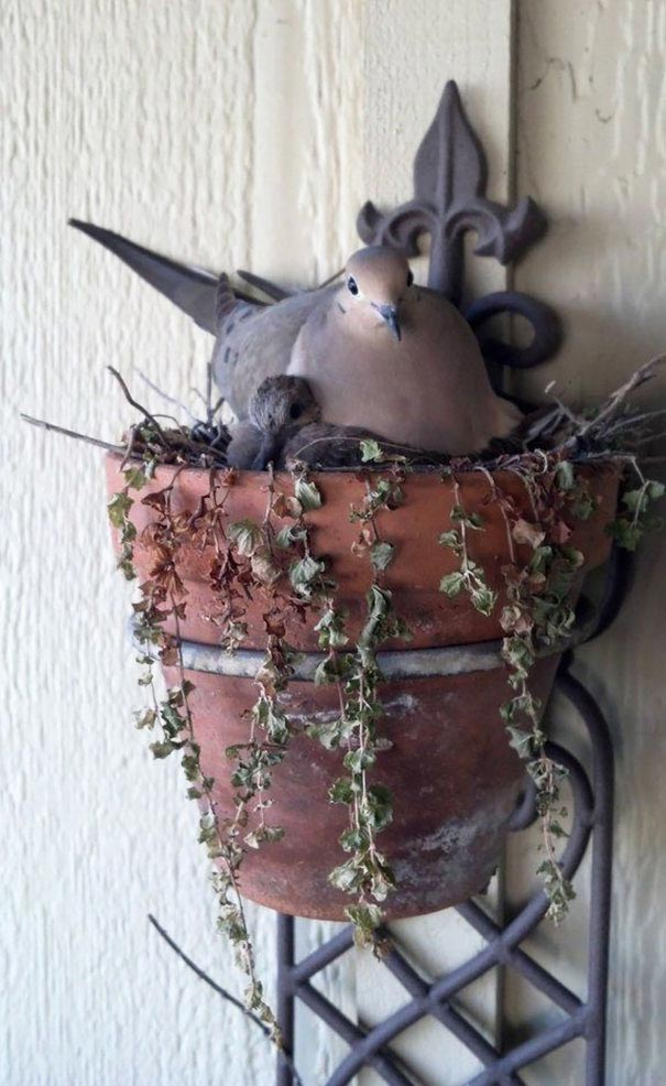 птичьи гнёзда свитые в необычных местах, птичьи гнёзда