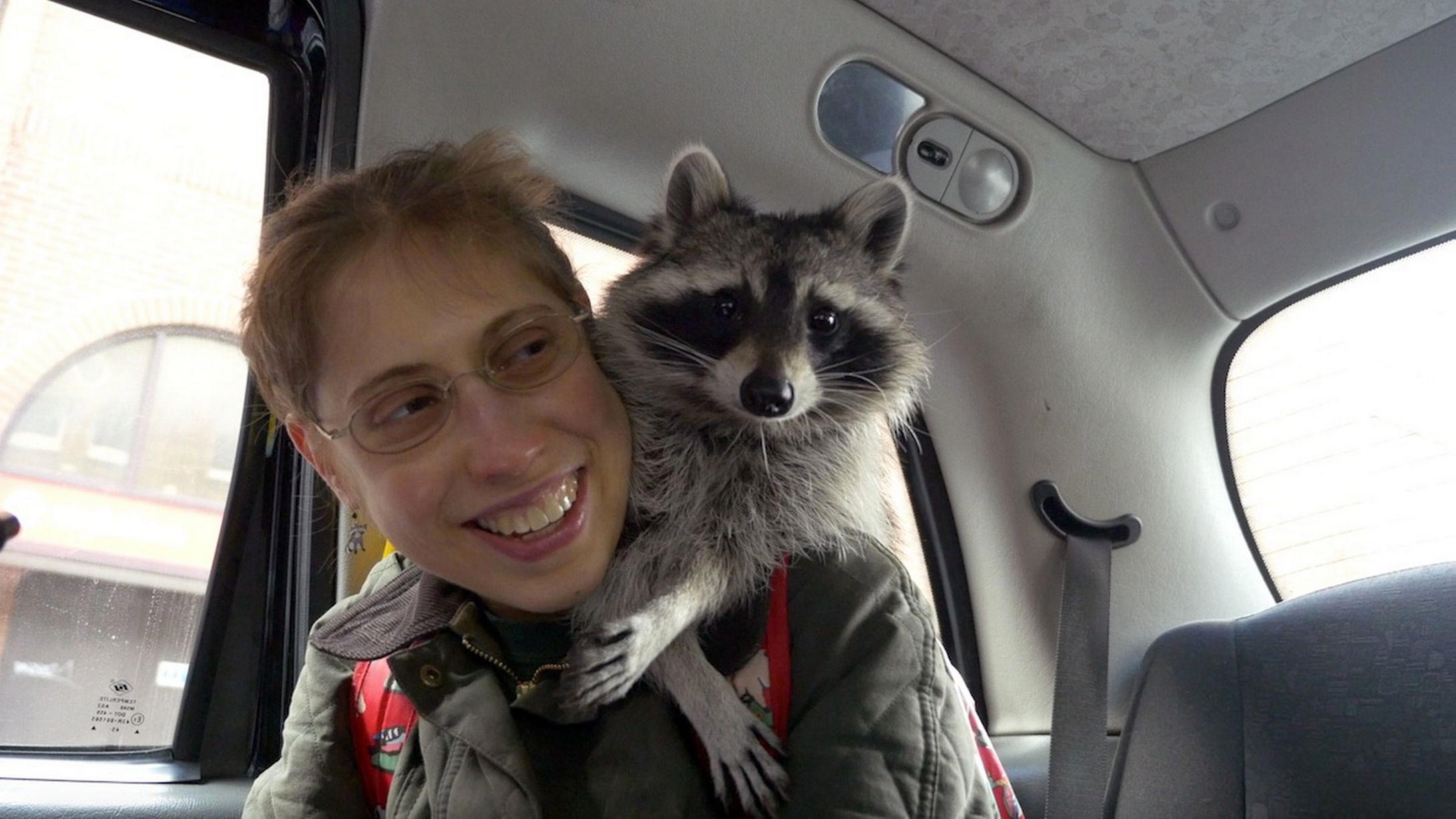 Melanie raccoon, енот Мелани, самый умный енот, енот на велосипеде