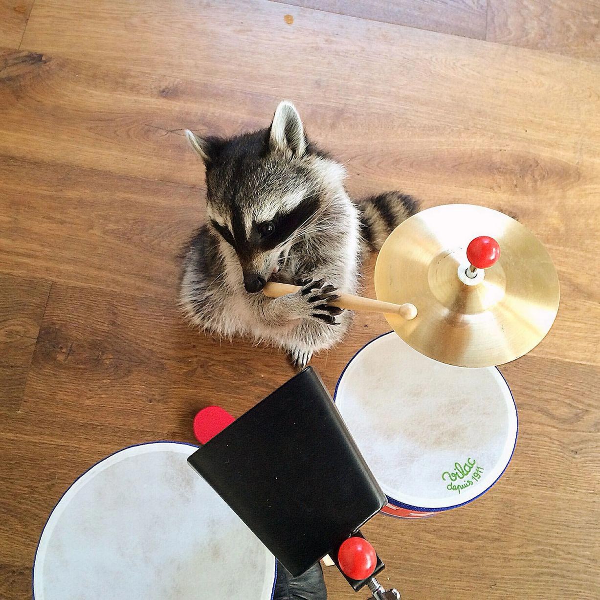 Melanie raccoon, енот Мелани, самый умный енот, енот на велосипеде