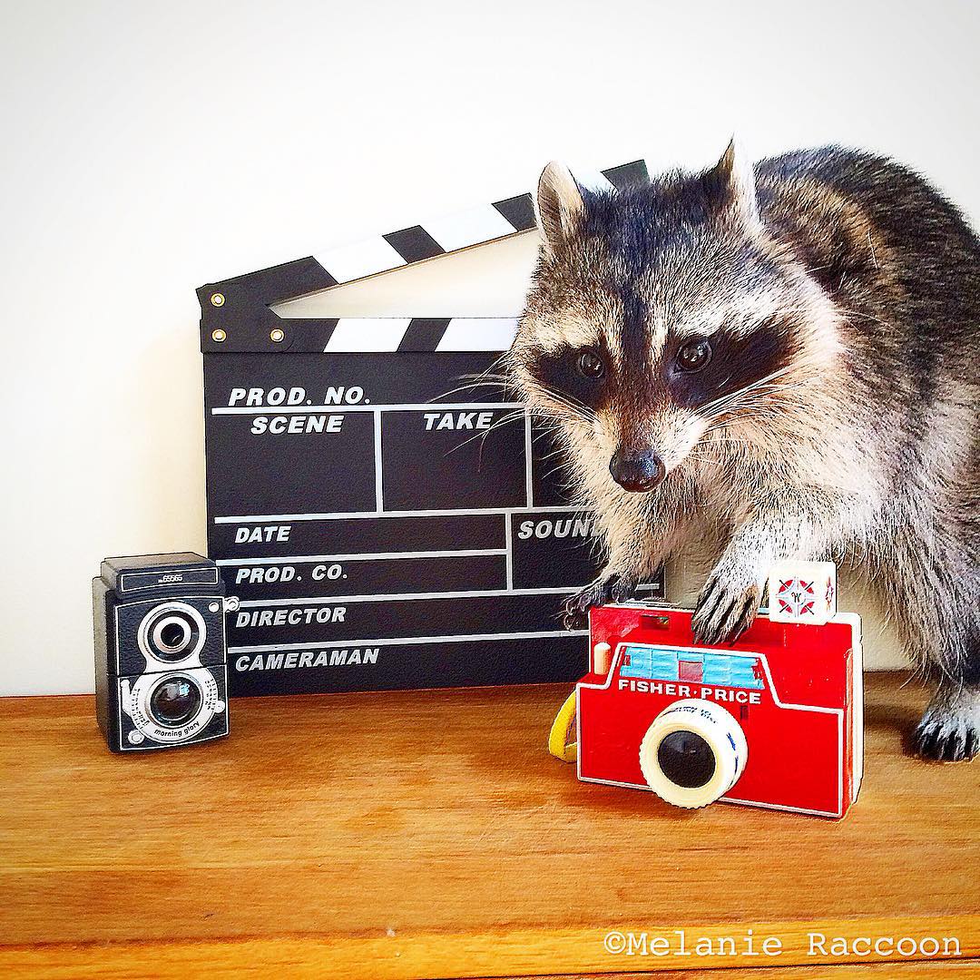 Melanie raccoon, енот Мелани, самый умный енот, енот на велосипеде