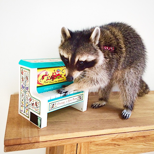 Melanie raccoon, енот Мелани, самый умный енот, енот на велосипеде