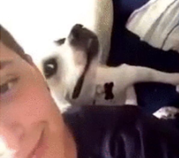 собака делает селфи, собака умеет делать селфи, собака любит делать селфи