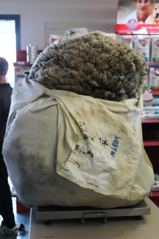 овцу не стригли 5 лет, Пуленепробиваемая овца, овца шерсть не стригли 5 лет