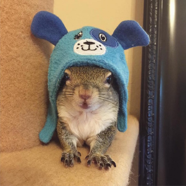 белки Джилл, белка спасённая от урагана