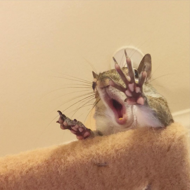 белки Джилл, белка спасённая от урагана