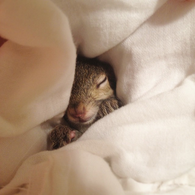 белки Джилл, белка спасённая от урагана