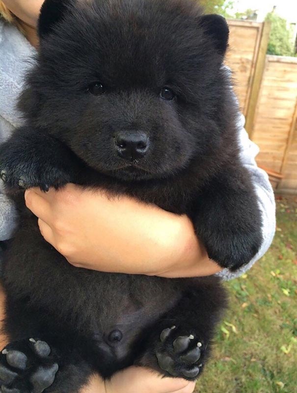 what are the dogs that look like teddy bears