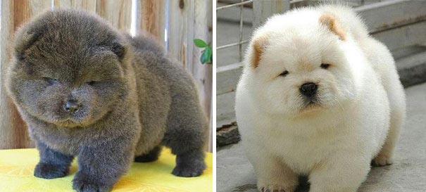 щенки похожие на медвежат, Puppies That Look Like Teddy Bears