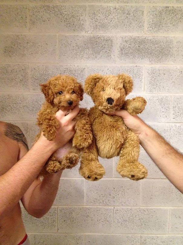 щенки похожие на медвежат, Puppies That Look Like Teddy Bears
