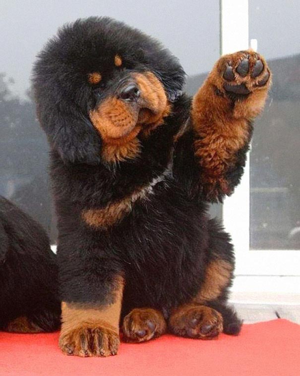 щенки похожие на медвежат, Puppies That Look Like Teddy Bears
