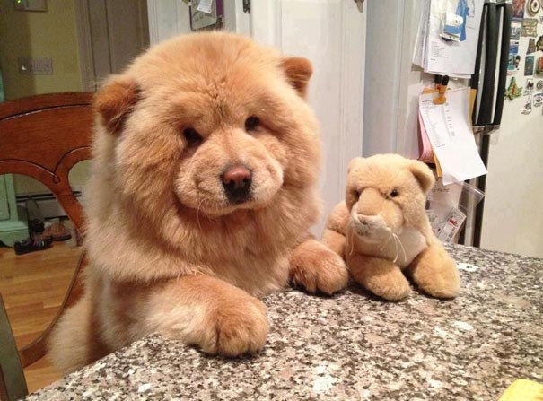 щенки похожие на медвежат, Puppies That Look Like Teddy Bears