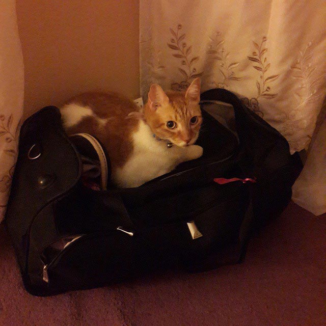 кошки спят, кошки спят в необычных местах