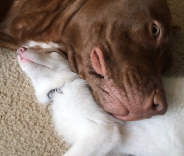 Rylai fox, лиса Rylai, белая мраморная лиса