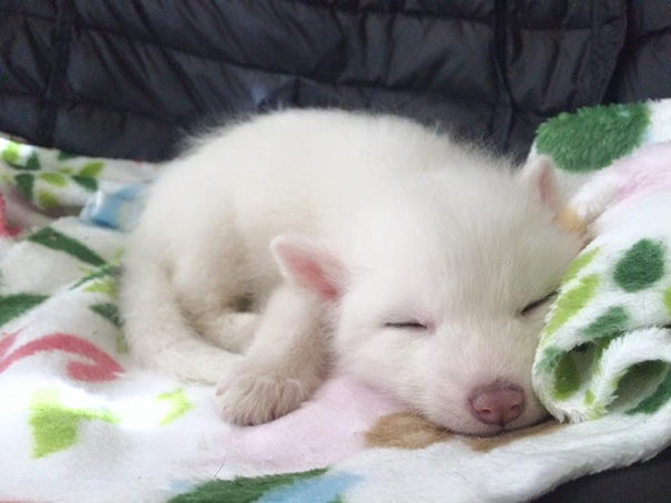 Rylai fox, лиса Rylai, белая мраморная лиса