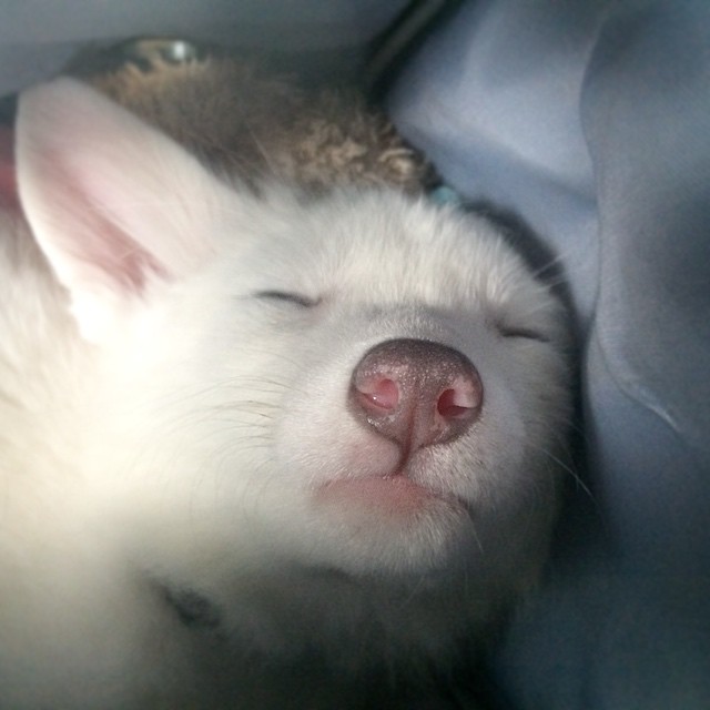 Rylai fox, лиса Rylai, белая мраморная лиса