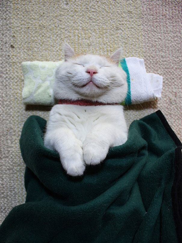 кошка улыбается, улыбающиеся коты, коты улыбаки