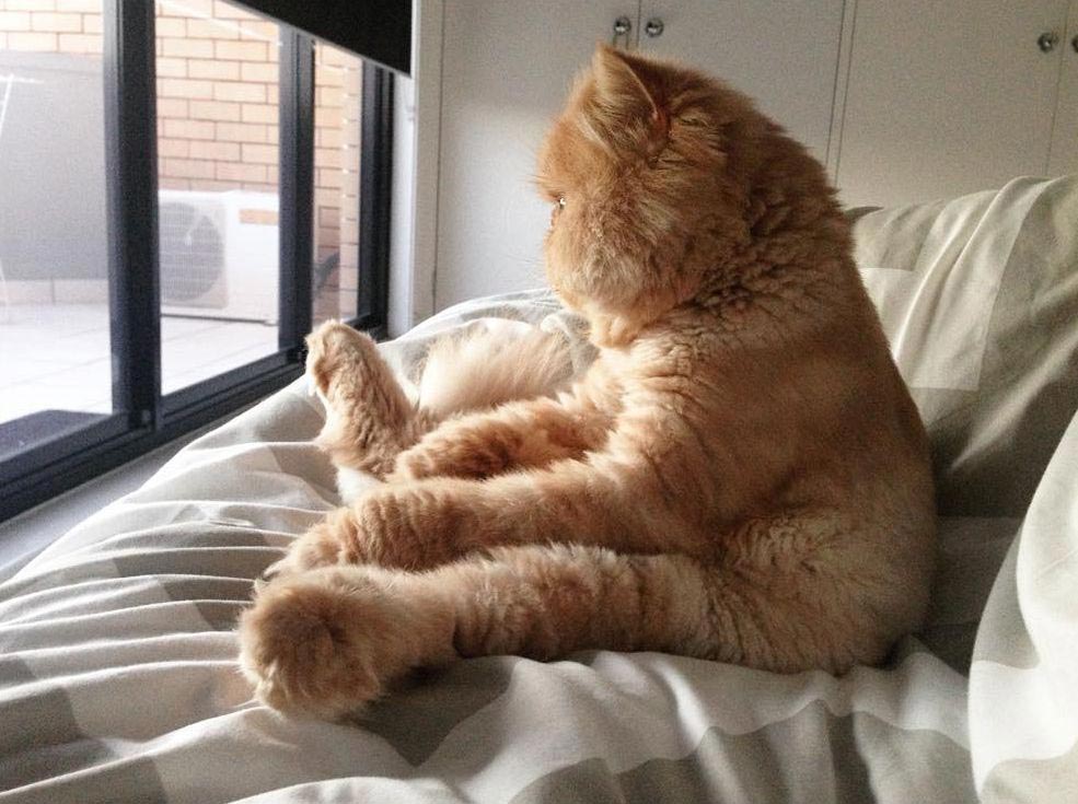 Сэр Уинстон персидский кот, кот который выглядит будто объелся