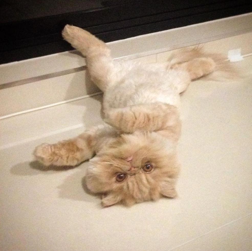 Сэр Уинстон персидский кот, кот который выглядит будто объелся