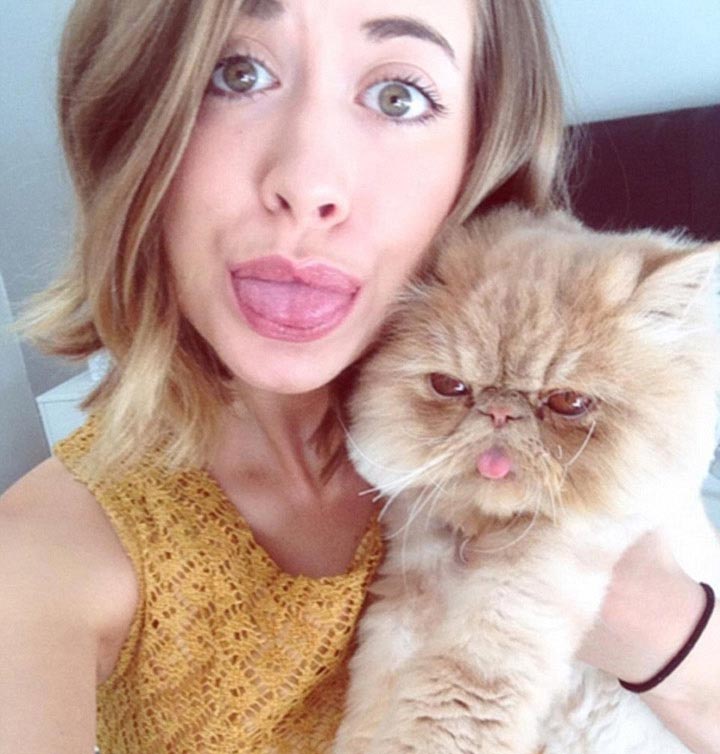 Сэр Уинстон персидский кот, кот который выглядит будто объелся