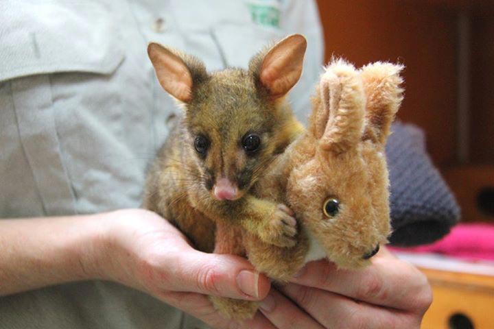 Кузу, оставшийся сиротой, принял игрушечного кенгуру за свою маму кузу принял игрушечного кенгуру за маму, щёткохвост принял игрушечного кенгуру за маму, плюшевый кенгуру мама для кузу