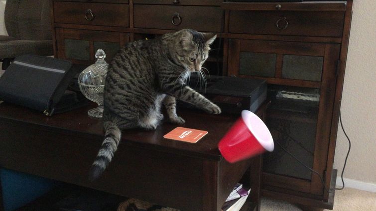 поймут только те у кого есть кот