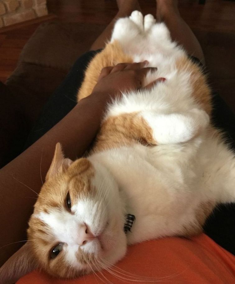 поймут только те у кого есть кот