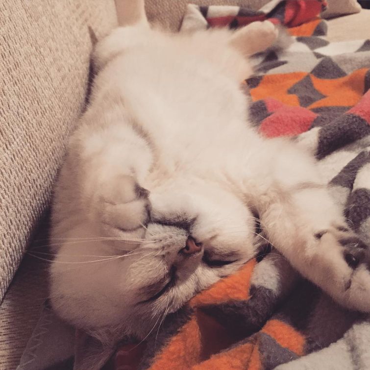 поймут только те у кого есть кот