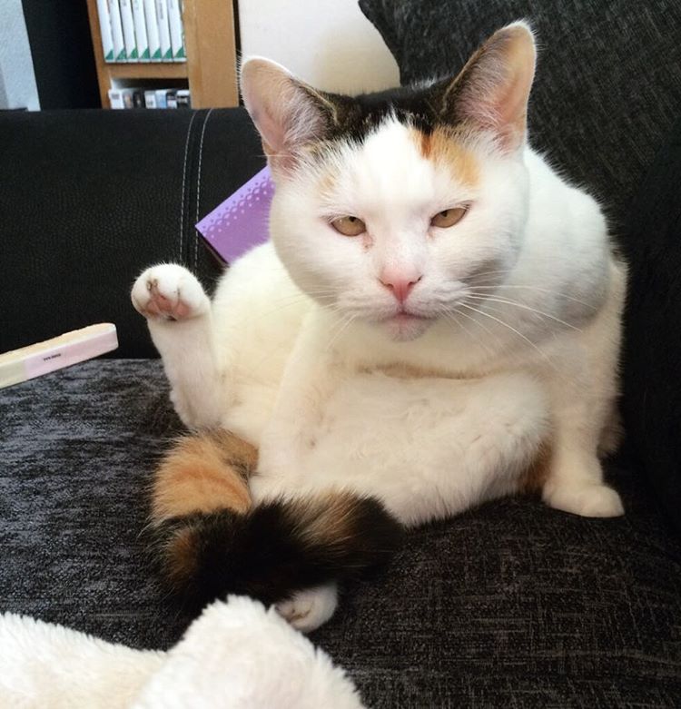 поймут только те у кого есть кот