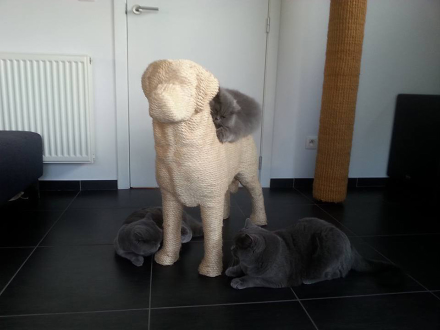 Когтеточка в форме собаки, Эрик Стэмен 