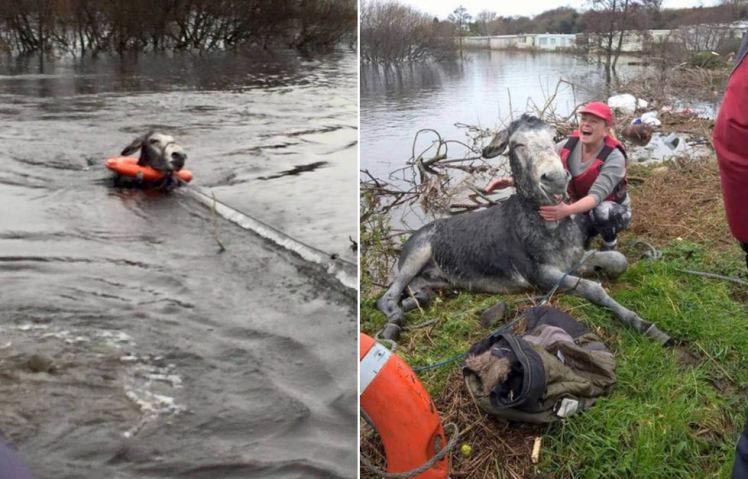 Улыбнулся и подмигнул: радостная улыбка осла после спасения от наводнения осел улыбнулся, улыбка осла после спасения, улыбающийся осёл