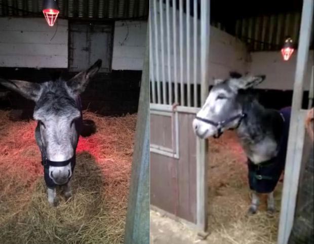 Улыбнулся и подмигнул: радостная улыбка осла после спасения от наводнения осел улыбнулся, улыбка осла после спасения, улыбающийся осёл