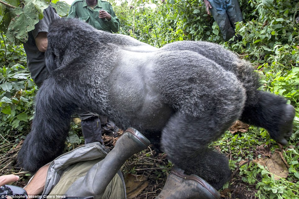 пьяная горилла напала на фотографа, пьяная горилла ударила фотографа, Кристоф Курто, Christophe Courteau, Сильвербэк Акаревуро, Silverback Akarevuro
