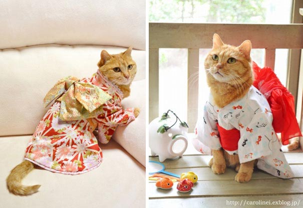 конфеты в форме котов, сладости в форме котов