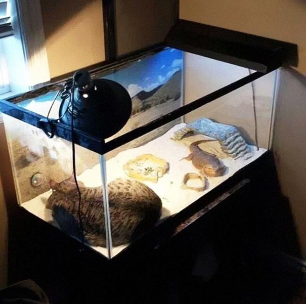 животные греются, кошка на батарее, животные и солнце