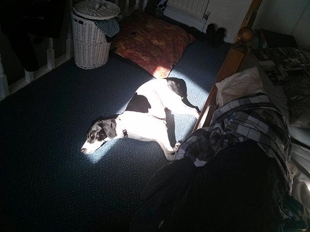 животные греются, кошка на батарее, животные и солнце