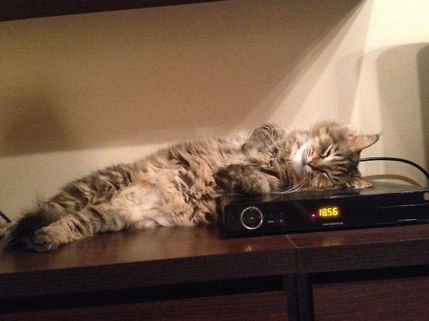 животные греются, кошка на батарее, животные и солнце