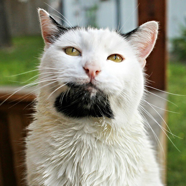 Hipster Cat, Heisenpurrg, Gary cat, кот хипстер, кот с бородкой