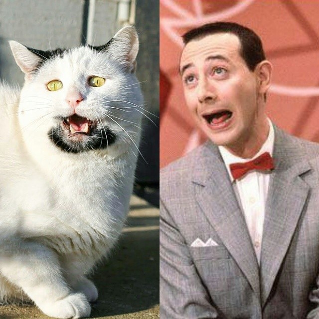 Hipster Cat, Heisenpurrg, Gary cat, кот хипстер, кот с бородкой