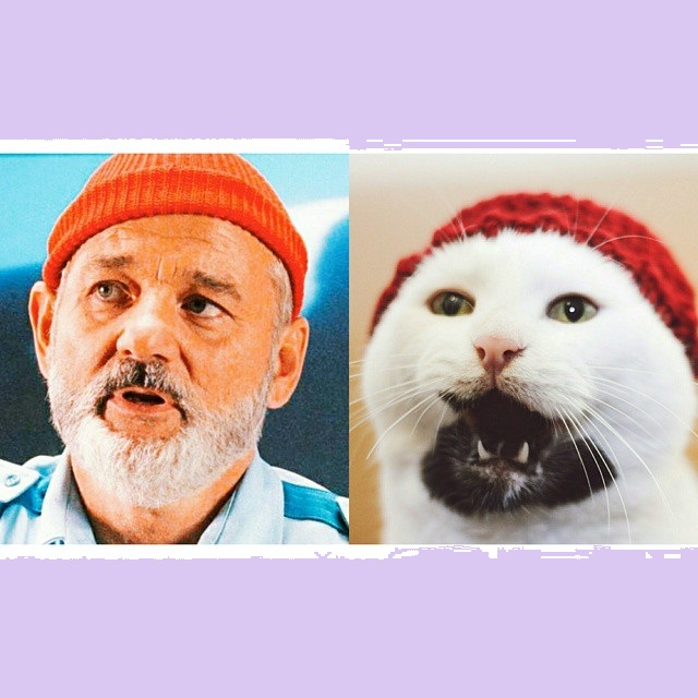 Hipster Cat, Heisenpurrg, Gary cat, кот хипстер, кот с бородкой