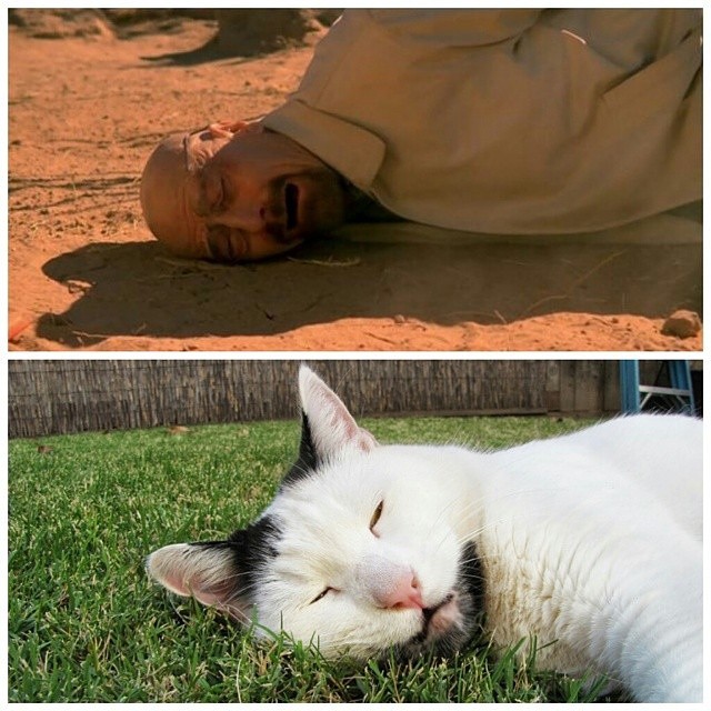 Hipster Cat, Heisenpurrg, Gary cat, кот хипстер, кот с бородкой