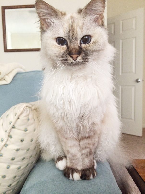 старые кошки, взяли из приюта старую кошку, немолодые кошки