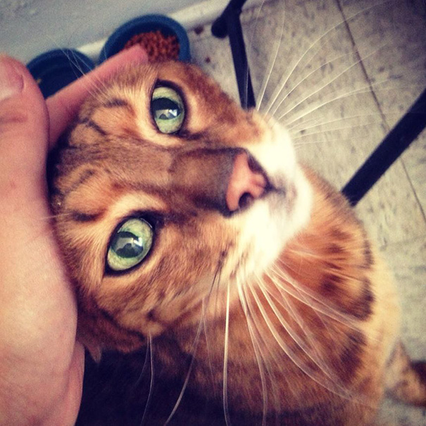 старые кошки, взяли из приюта старую кошку, немолодые кошки