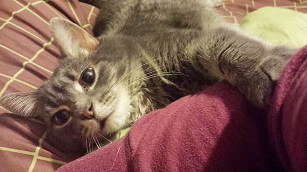 старые кошки, взяли из приюта старую кошку, немолодые кошки