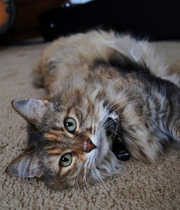 старые кошки, взяли из приюта старую кошку, немолодые кошки