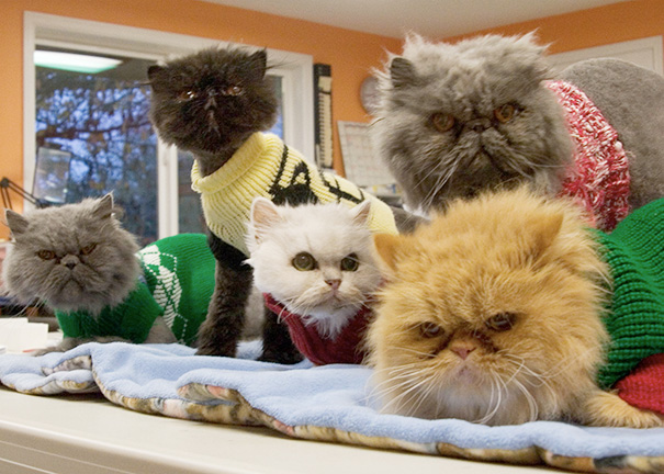 старые кошки, взяли из приюта старую кошку, немолодые кошки