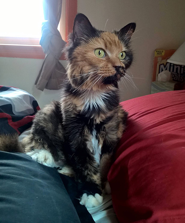 старые кошки, взяли из приюта старую кошку, немолодые кошки